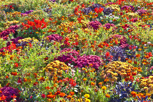 colorful marifold arranged in a flower bed Stock photo © meinzahn