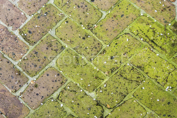 old tiles at the sidewalk with plants in the joints Stock photo © meinzahn