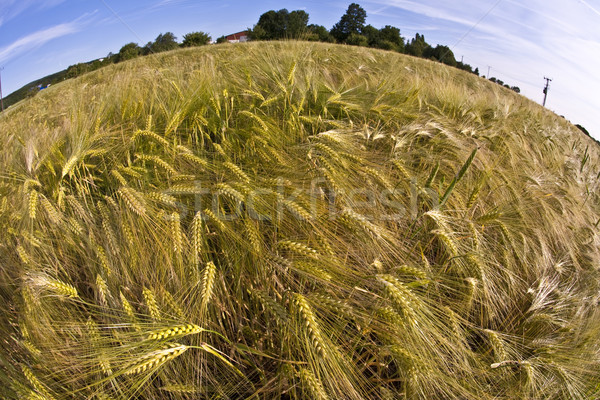 spica of wheat Stock photo © meinzahn