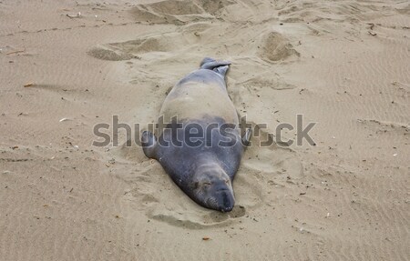 Stock photo: hugging young male Sea lions at the sandy beach relax 