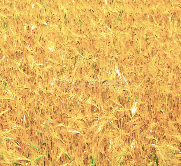 Fields of wheat at the end of summer fully ripe  Stock photo © meinzahn