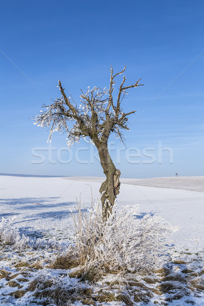 Blanche glaciale arbres neige couvert paysage [[stock_photo]] © meinzahn