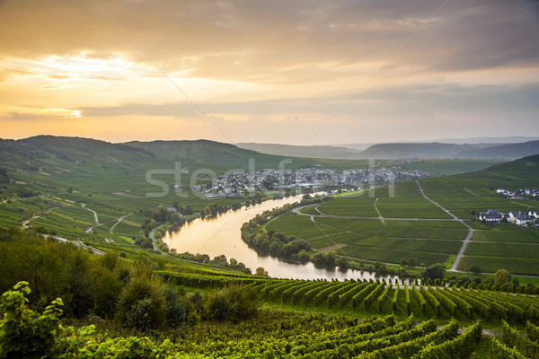 famous Moselle Sinuosity with vineyards Stock photo © meinzahn