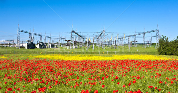 Centrale elettrica bella fiore prato primavera natura Foto d'archivio © meinzahn