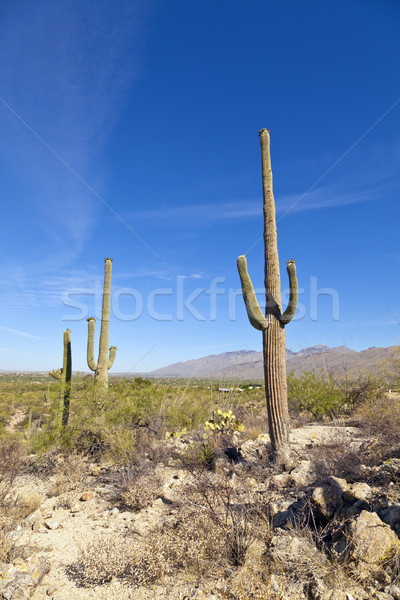 beautiful cacti in landscape Stock photo © meinzahn