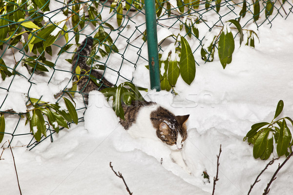 cute cat strollingh through snow in winter Stock photo © meinzahn