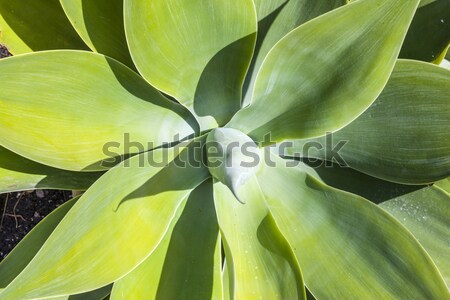 Aloe usine agave naturelles lumière du soleil nature [[stock_photo]] © meinzahn