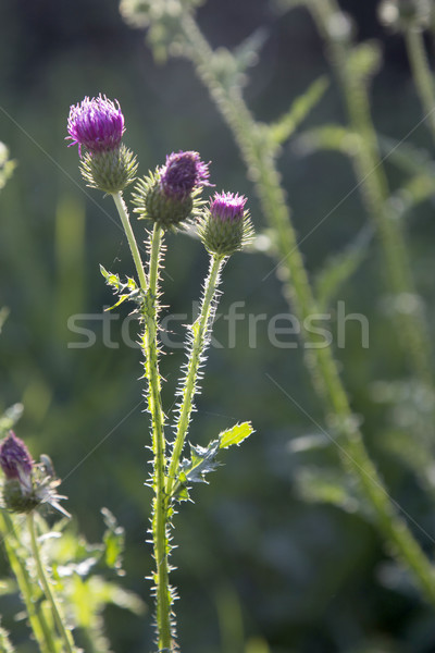 blooming thistle in the meadow Stock photo © meinzahn