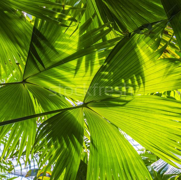 Foto stock: Hermosa · hojas · de · palma · árbol · luz · del · sol · forestales · sol