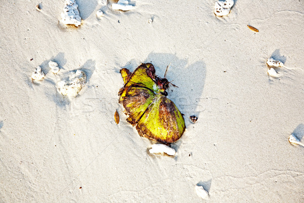 beautiful structured leaves at the beach arranged by nature in a Stock photo © meinzahn