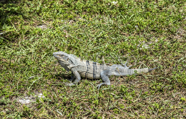 Grande lagarto chave grama olhos Foto stock © meinzahn