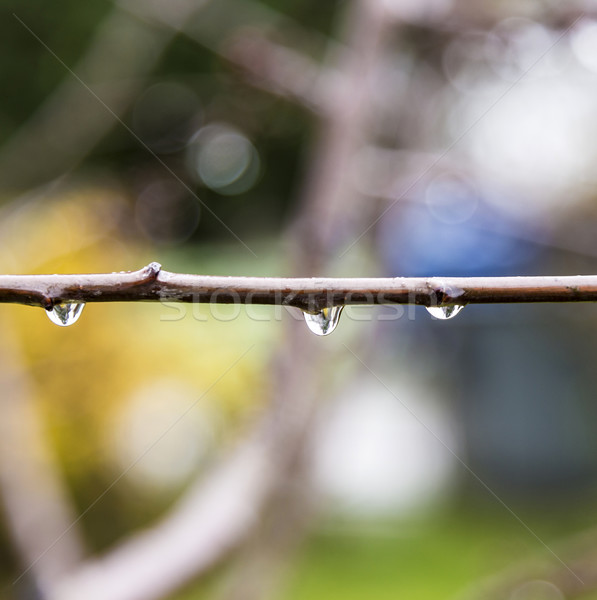 Regendruppels boom abstract natuur water achtergrond Stockfoto © meinzahn