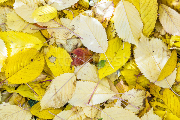 cherry tree leaves at the grass in harmonic autumn colors Stock photo © meinzahn