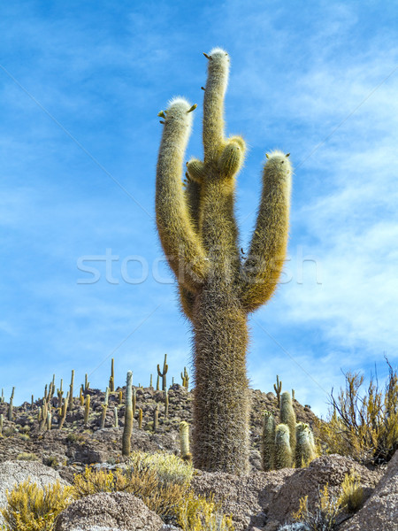 beautiful cacti grow on volcanic stones at Isla Pescado Stock photo © meinzahn