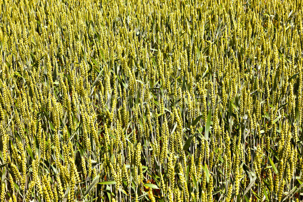 Сток-фото: кукурузы · области · лет · шаблон · красивой · текстуры