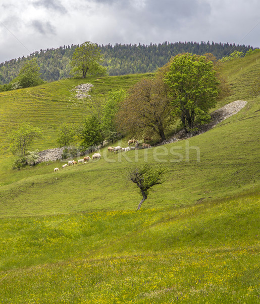 meadow near le Vernet at col Mariaud with grazing cows Stock photo © meinzahn