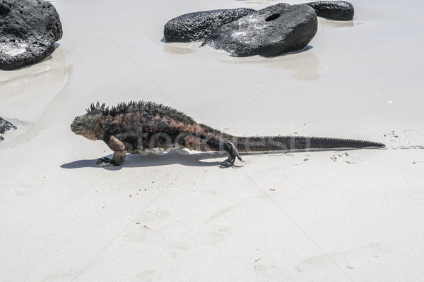 sea lizard on a rock at the beach Stock photo © meinzahn