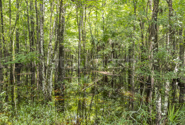 Stok fotoğraf: Kel · ağaçlar · su · Florida · bataklık · sıcak