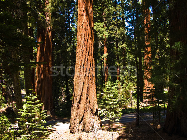 Słynny duży sekwoja drzew stałego parku Zdjęcia stock © meinzahn