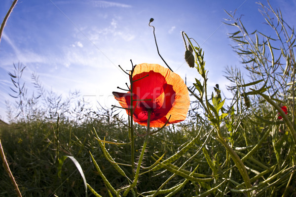 poppy flower in meadow in morning light Stock photo © meinzahn