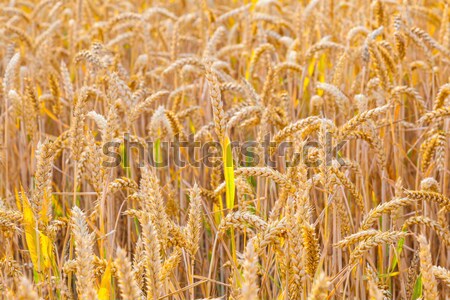 spica of corn in the field with spider  Stock photo © meinzahn