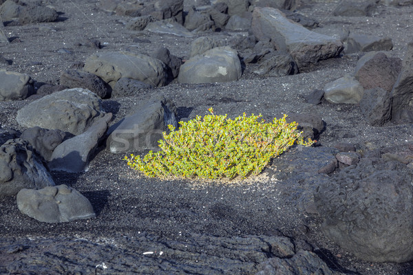 sparse vegetation at volcanic stones Stock photo © meinzahn