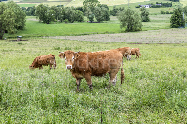 商业照片: 棕色 ·牛· 步行 · 绿色 · 草地 · 性质