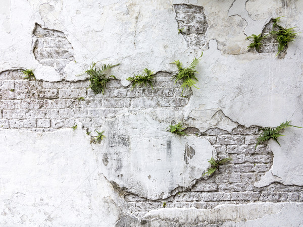 plant grows on old rotten brick wall  Stock photo © meinzahn