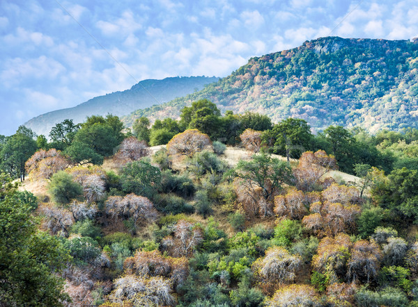 Stok fotoğraf: Görmek · vadi · sekoya · park · gün · batımı