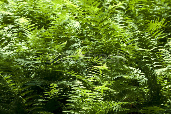 Beautiful fern in dense forest  Stock photo © meinzahn