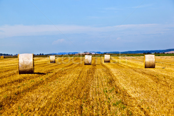 Bála szalmaszál mező égbolt fa természet Stock fotó © meinzahn