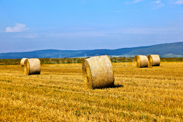 Bála szalmaszál mező égbolt fa természet Stock fotó © meinzahn