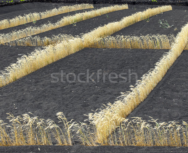 field on volcanic soil with golden row of corn in Lanzarote Stock photo © meinzahn