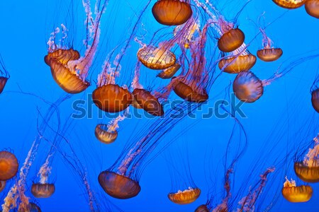 jelly fish in the blue ocean Stock photo © meinzahn