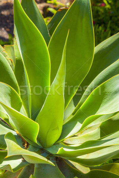 Agave usine naturelles lumière du soleil nature santé [[stock_photo]] © meinzahn