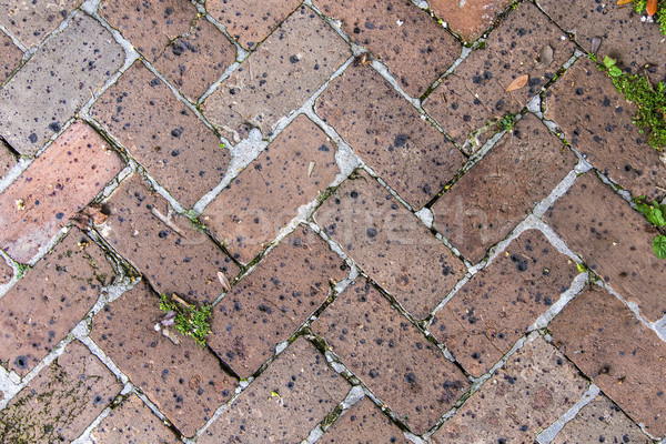 Vecchio piastrelle marciapiede impianti articolazioni sfondo Foto d'archivio © meinzahn