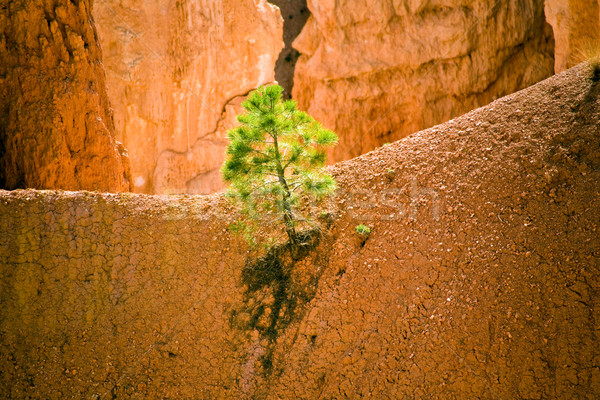 Döngü iz Wall Street kanyon park Utah Stok fotoğraf © meinzahn