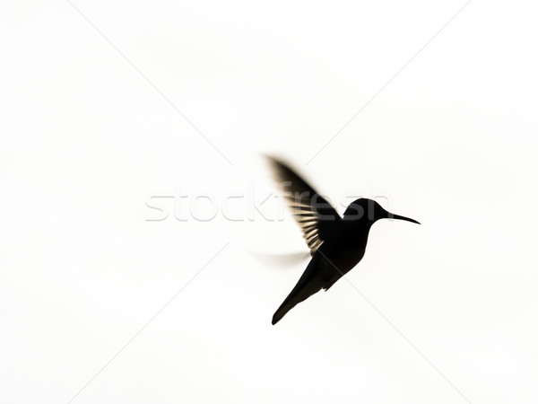 Kolibrie vlucht isolatie vogel schaduw snel Stockfoto © meinzahn