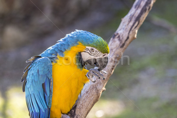 Macaw sitting perched Stock photo © meinzahn