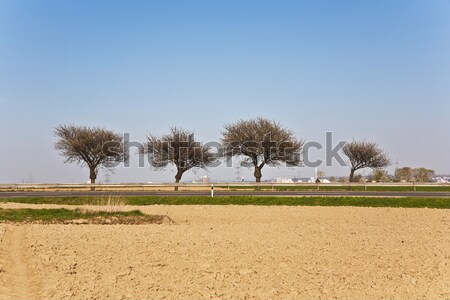 Harmonikus csoport fák természet alma levél Stock fotó © meinzahn