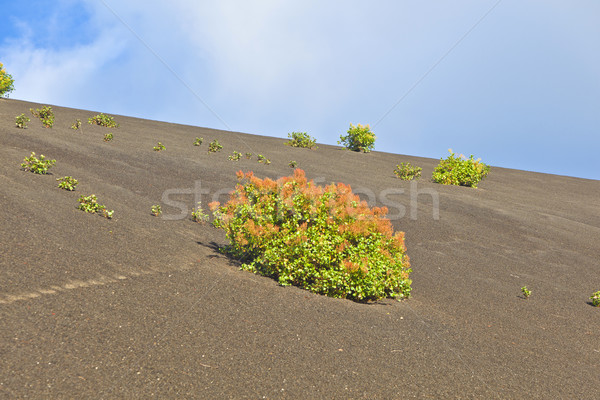 sparse vegetation on volcanic hills in Timanfaya National Park w Stock photo © meinzahn