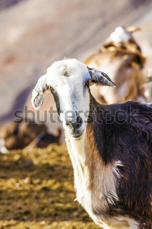 goats in the mountains of Lanzarote  Stock photo © meinzahn
