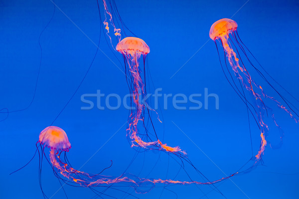 jelly fish in the blue sea Stock photo © meinzahn