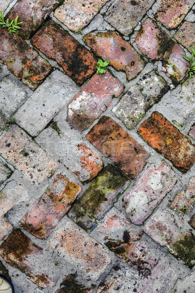 old tiles at the sidewalk with plants in the joints Stock photo © meinzahn