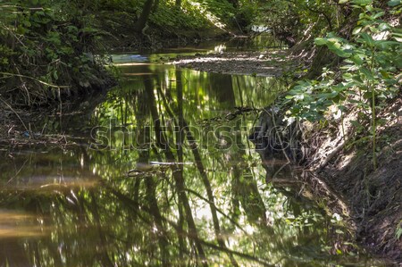 beautiful small creek surrounded by green trees Stock photo © meinzahn