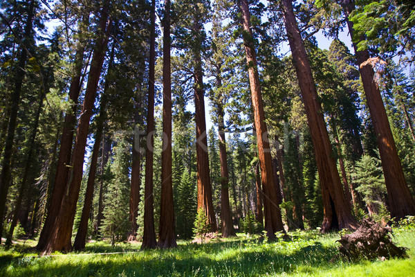 famous big sequoia trees are standing in Sequoia National Park Stock photo © meinzahn