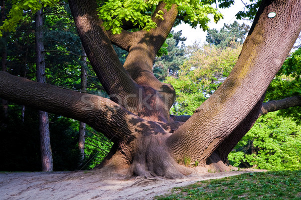 stem of oak trees in fascinating light in a park in Vienna Stock photo © meinzahn