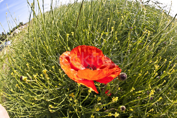 Weizen Mais Bereich Mohn Blume Wiese Stock foto © meinzahn