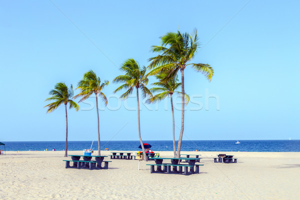 Bella fort lauderdale spiaggia tropicali cocco alberi Foto d'archivio © meinzahn