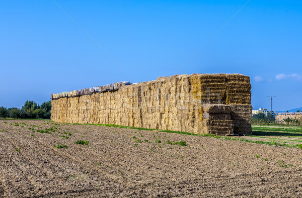 Foto stock: Paca · paja · otono · intensivo · colores